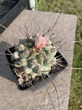 Thelocactus rinconensis spec.